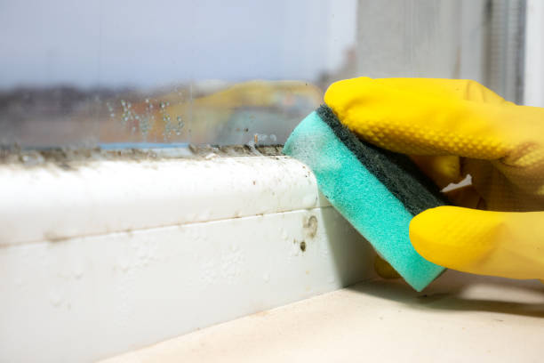 Best DIY Mold Remediation Support Services in Gruetli Laager, TN
