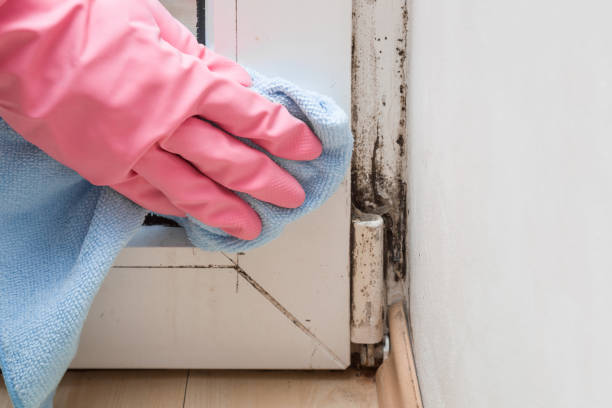 Best Commercial Mold Remediation in Gruetli Laager, TN